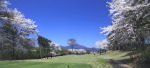 爽やかな赤城ゴルフ倶楽部・4月は桜が一斉に咲き誇ります。
